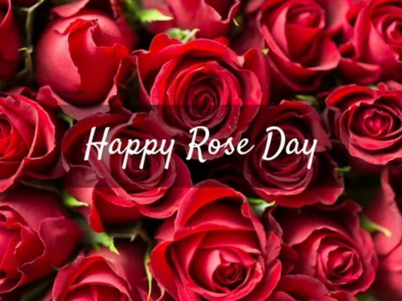 Best Rose Day Images