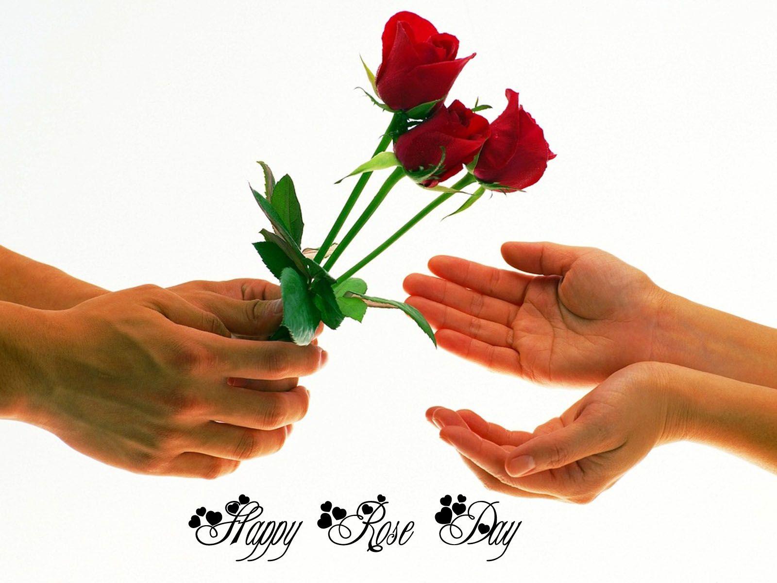 Best Rose Day Wallpapers