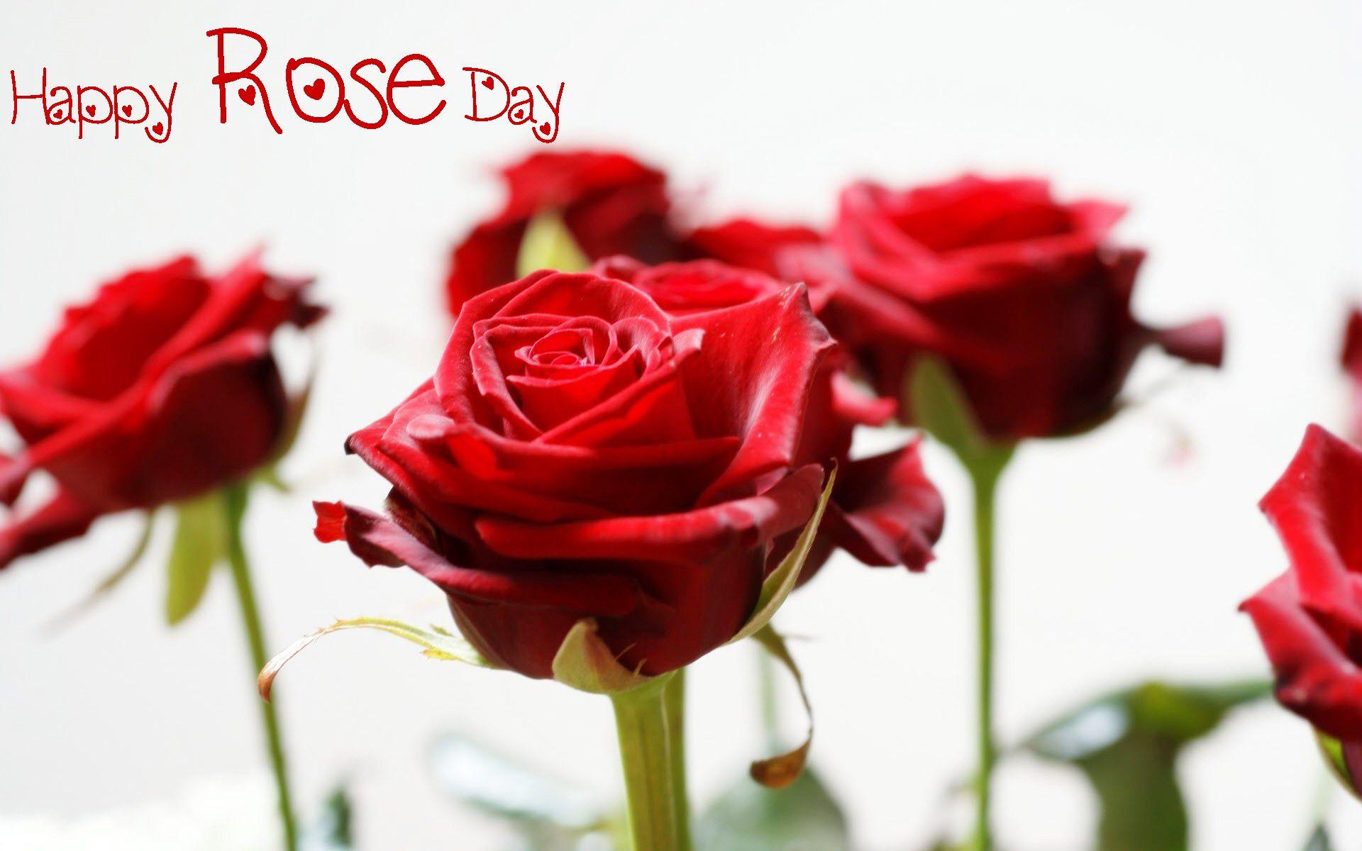 Happy Rose Day 2021 Wallpapers