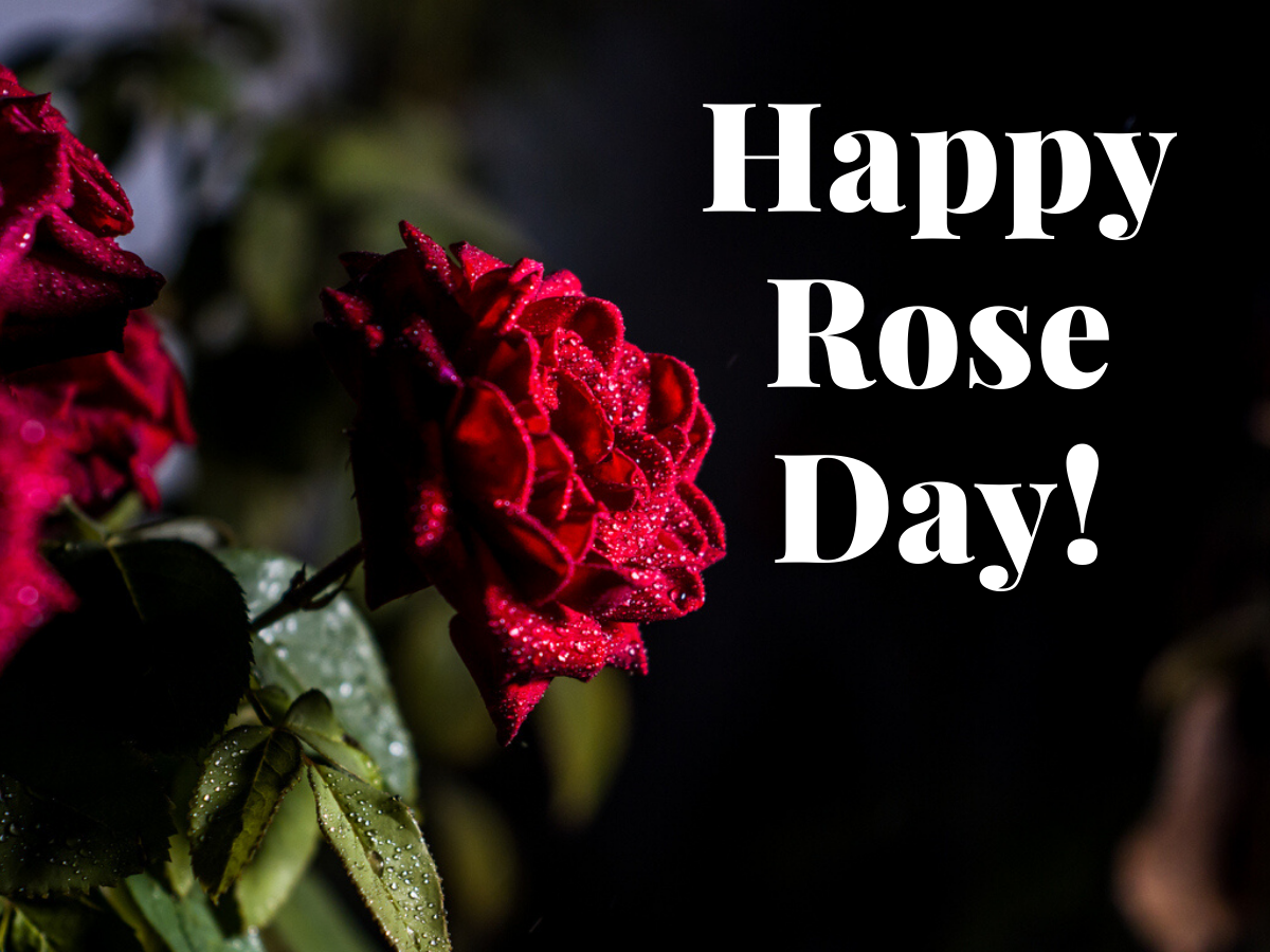 Happy Rose Day Images With Wishes